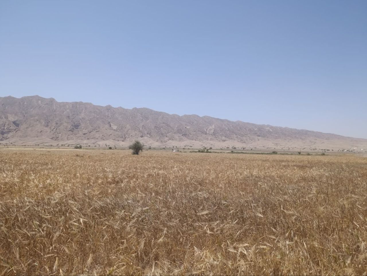 آغاز برداشت جو دیم در بندر خمیر آغاز برداشت جو دیم در بندر خمیر