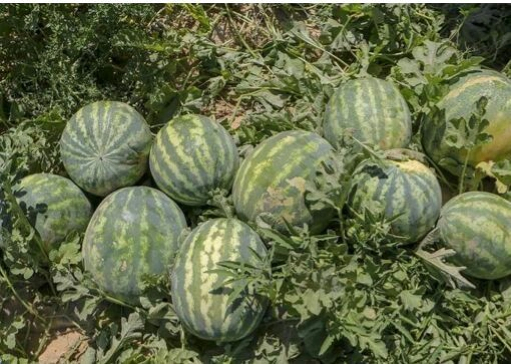 برداشت هندوانه در بخش رودخانه