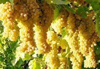 برداشت انگور در فاروج و نبود صنایع تبدیلی حلقه مفقوده در این شهرستان
